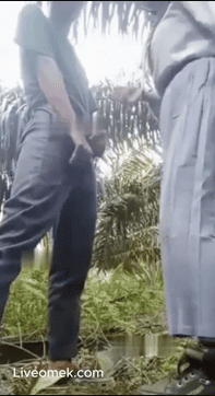 Janji Ketemuan Di Kebun Sawit Sepulang Sekolah Acara Healing